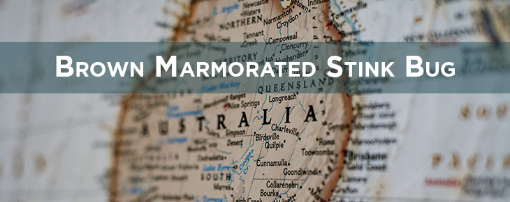 BMSB, set to go on ! BMSB, set to go on !