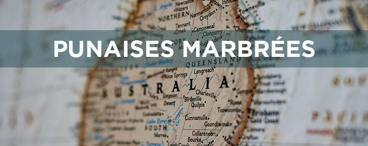 Traitement phytosanitaire Punaises Marbrées Traitement phytosanitaire Punaises Marbrées